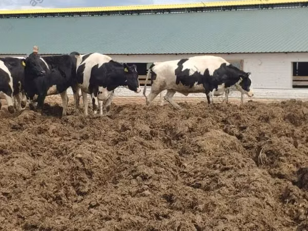 Kuh, Russian Black pied cattle