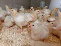 Chickens — Foto 2