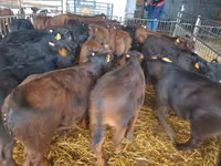 Bull, Cattle — photo 4