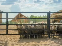 Sheep (batch, sex not specified), Sheep — photo 3