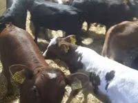 公牛, Limousin cow — 照片 2