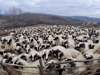 نعجة, Bessarabian sheep — الصورة 1