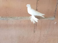 White — photo 1
