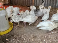 Turkeys — foto 3