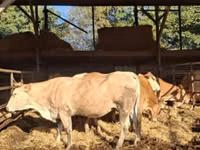 母牛, Blonde d’Aquitane cattle — 照片 1