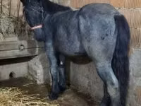 Horse (M), Belgian Draught — photo 1