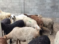 Schaf, Schafe — Foto 6