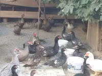 pato criollo doméstico — foto 5