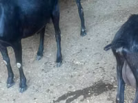 Ziege, Murcia-Granada goats — Foto 3