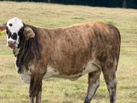 गाय, ब्राफोर्ड — फ़ोटो 1