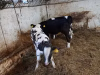 Cow, Cattle — photo 3