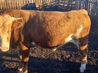 公牛, Kazakh White-headed cow — 照片 4