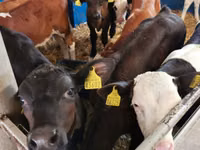 ثور, Simmental cattle — الصورة 5