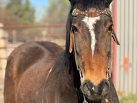 Hengst, Mustang — Foto 3