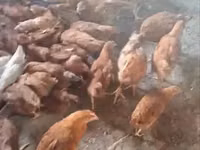 Chickens — 照片 3