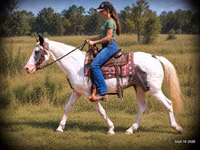 公马, National Show Horse — 照片 2