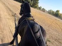 Horse (M), Horses — photo 1