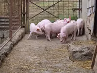 Schweine (Partie, Geschlecht nicht angegeben), Schweine — Foto 4