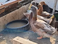 सैक्सोनी — फ़ोटो 6