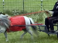 Caballo, Miniature horse — foto 6