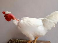 Gallinas Shamo — foto 4