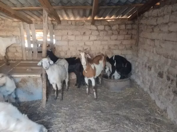 Cabra, Saanen goat