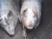 Sow, Pigs — photo 2