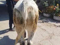 सांड, Ukrainian grey cattle — फ़ोटो 1