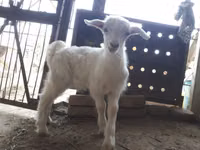Goats (batch, sex not specified), Saanen goat — photo 1