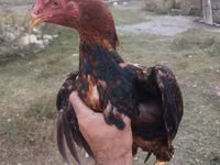 Chickens — foto 2