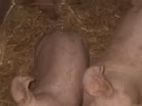 Schweine (Partie, Geschlecht nicht angegeben) — Foto 2