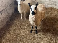 Schaf, Cerry Hill sheep — Foto 8