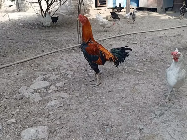 Доминант