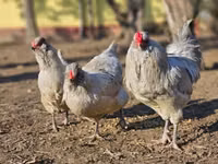 अराउकाना — फ़ोटो 1