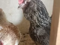 फ़ेवरोलेस — फ़ोटो 2