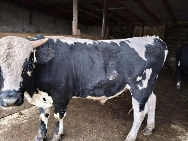公牛, Russian Black pied cattle