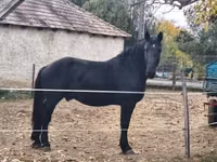 Hengst, Nonius horse — Foto 5