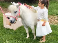 Caballo, Miniature horse — foto 2
