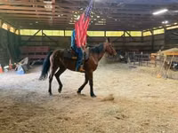 حصان, Standardbred — الصورة 2