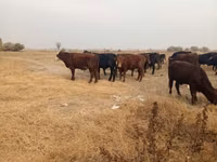 Toro, Swiss cattle — foto 4