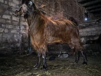 Ziegenbock, Kamori goats — Foto 1