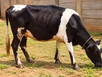 गाय, ऐरशायर — फ़ोटो 2