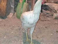 Chickens — 照片 2
