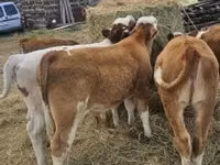 公牛, Simmental cattle — 照片 6