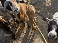 Sheep (batch, sex not specified), Cameroon sheep — photo 4