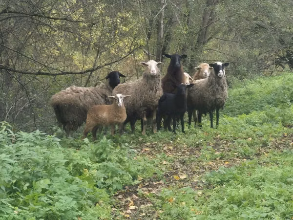 母羊, Sheep