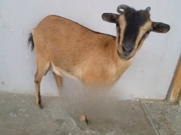 Cabra, Cabras — Ghana