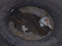 pato criollo doméstico — foto 6