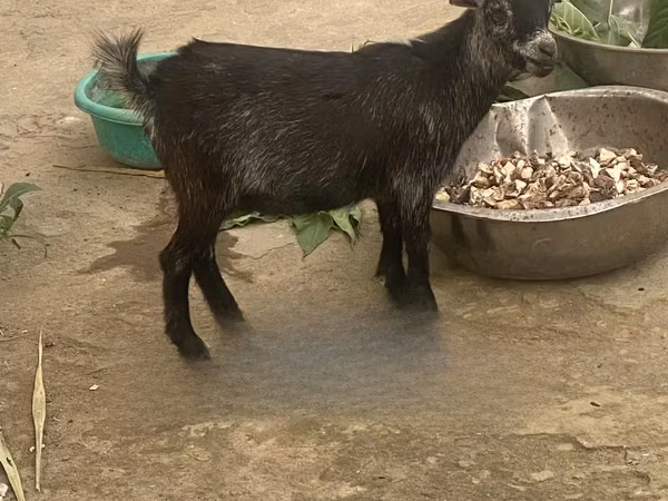 Goat, West African dwarf goats