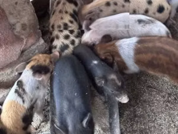 Säue, Schweine
